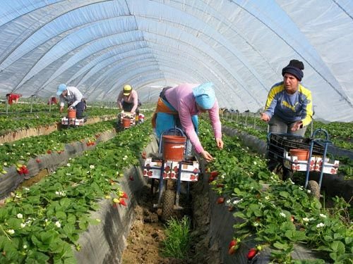 Farm worker jobs in Canada