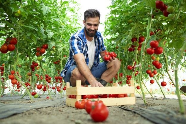 Farm hand jobs in Australia agriculture work