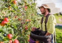 General Farm Worker Job in New Zealand 2026
