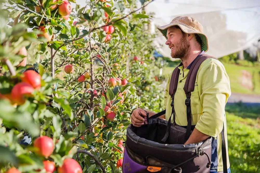 General Farm Worker Job in New Zealand 2026